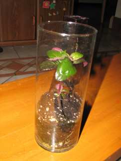 simple terrarium 1