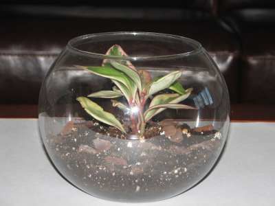 Zen Terrarium 4