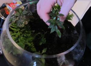 New terrarium plant